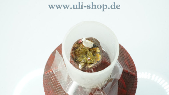Faller AMS H0 B-929 Modellhaus Bild 5